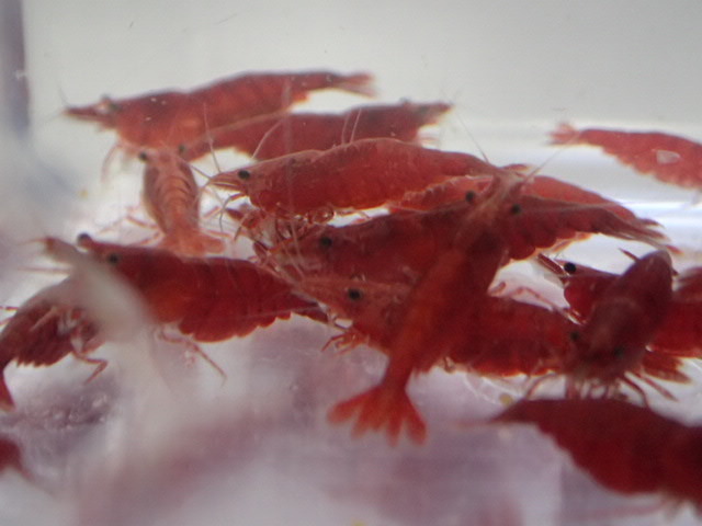 10 pcs super red Cherry shrimp 2CM rom and rear (before and after) moss taking . crustaceans freshwater fish tropical fish organism prompt decision 80 size Kanto postage 873 jpy 