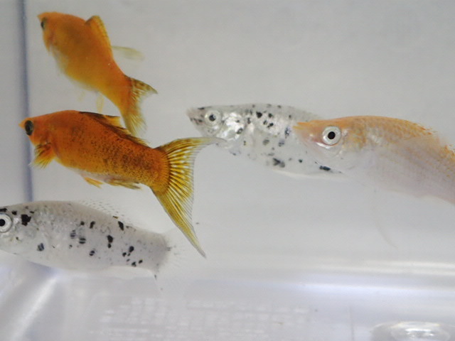 １０匹 ミックスライヤーモーリー ３から５CM MSサイズ 熱帯魚 淡水 生体 即決 ８０サイズ関東送料８７３円_画像10