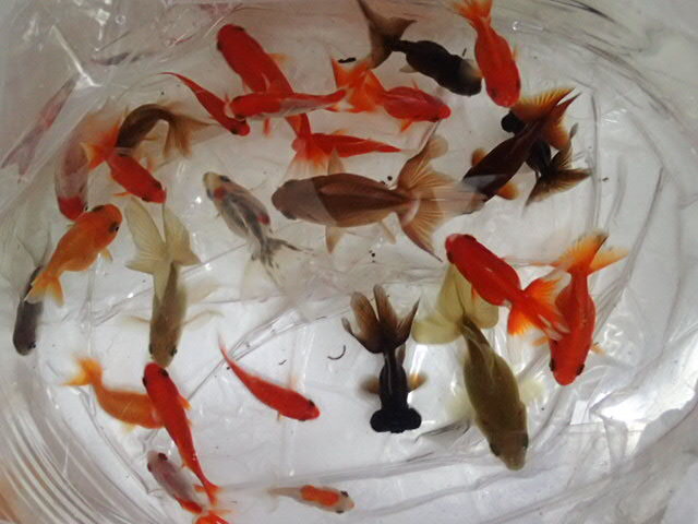 ３匹 金魚ミックス ３から５ＣＭ ＳＭサイズ 淡水魚 熱帯魚 生体 即決 ８０サイズ関東送料８７３円_画像8