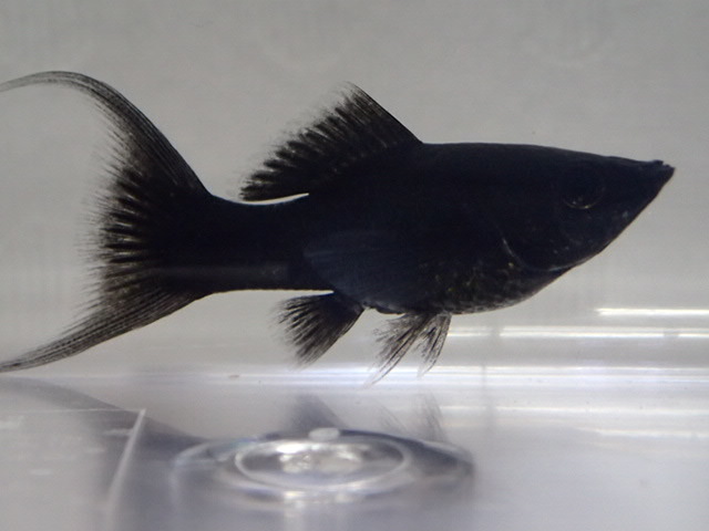 ３０匹 ブラックライヤーモーリー ３から５CM MSサイズ 熱帯魚 淡水 生体 即決 １００サイズ関東送料１１１１円_画像7