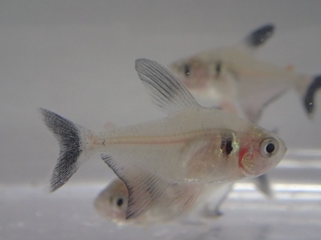 10 pcs black Phantom 1 from 3CM freshwater fish tropical fish organism prompt decision 80 size Kanto postage 873 jpy 