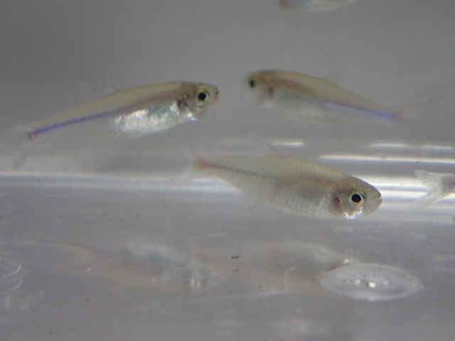 50 pcs blue Tetra 2 from 3CM SM/MS size freshwater fish tropical fish organism prompt decision 80 size Kanto postage 873 jpy 