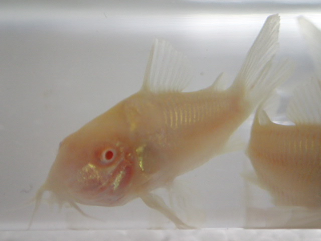 ３０匹 白コリドラス ２から３ＣＭ SM/MSサイズ 淡水魚 熱帯魚 生体 即決 １００サイズ関東送料１１１１円_画像2