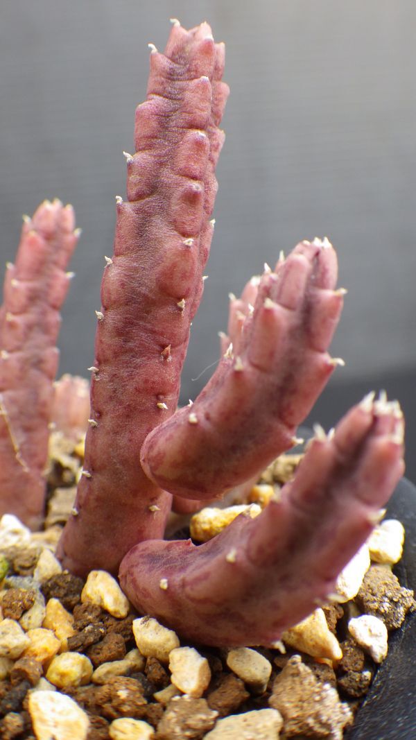 多肉植物 スタペリア シンジー アンゴレンシス  ガガイモ科の画像2