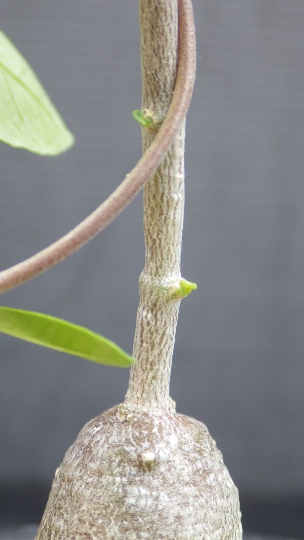 多肉植物　フォッケア　エデュリス　火星人　塊根種　ガガイモ科_画像9