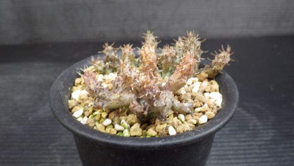 多肉植物　スタペリアンサス　デカリー　ガガイモ科_画像7