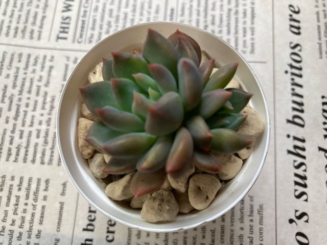 ★多肉植物★ ダークエルフ エケベリア カット苗 寄せ植え等に_画像1