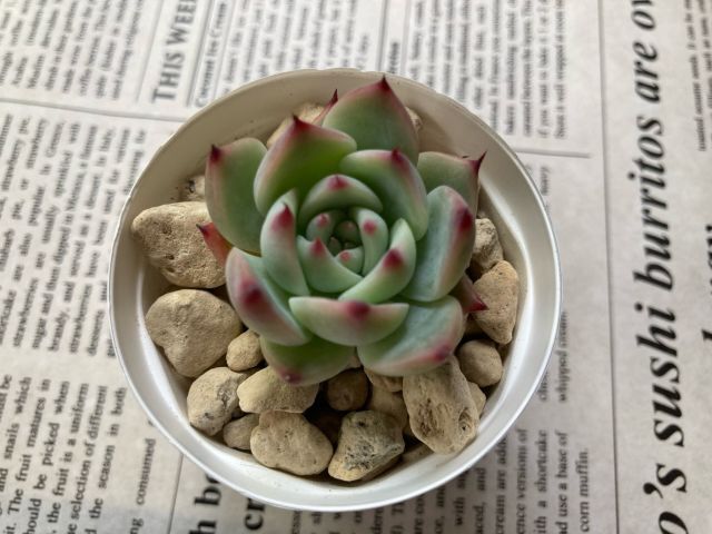 ★多肉植物★ 水蜜桃 エケベリア カット苗 寄せ植え等に_画像1