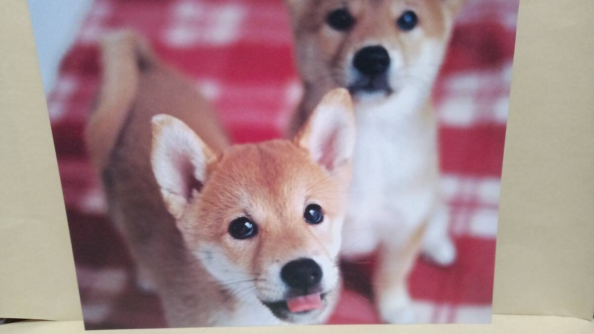 柴犬(子犬)のミニポスター3枚・クリアファイルのセット　　　柴犬 　犬　子犬_画像2