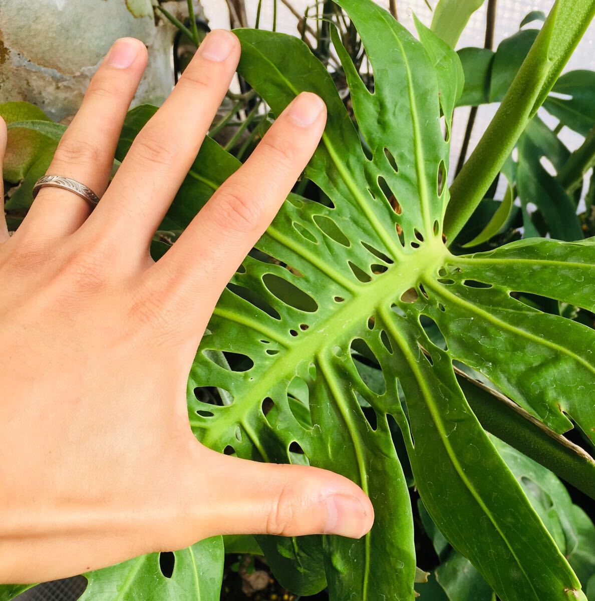 【矮性選抜株】モンステラ・デリシオーサ・コンパクタ(Monstera deliciosa compacta) の画像2