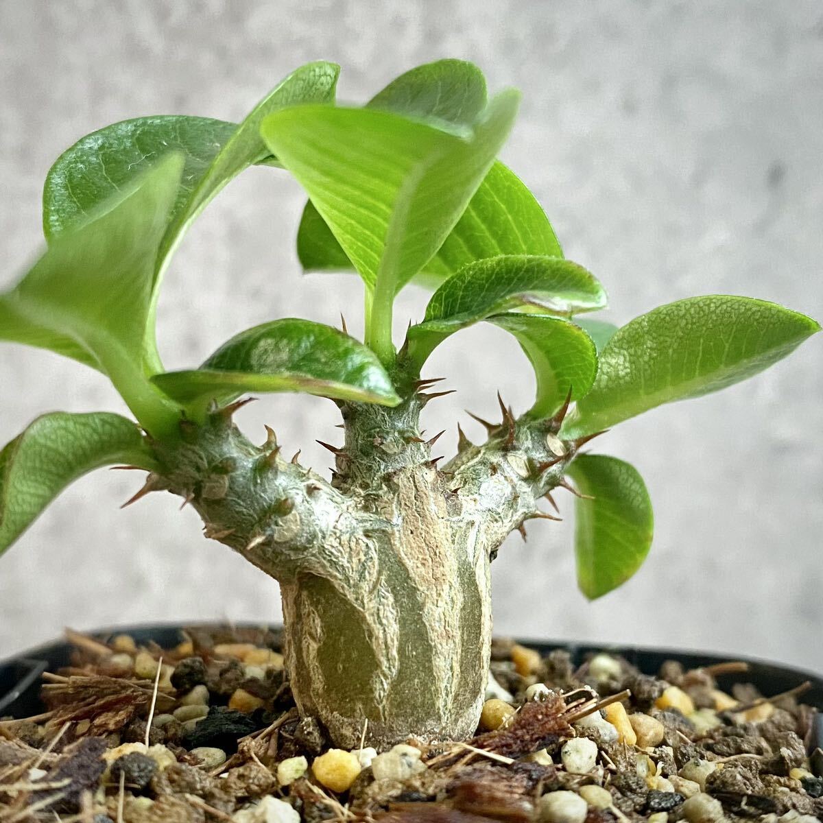 【2023年播種】パキポディウム・ウィンゾリー⑧(Pachypodium baronii var.windsorii) / 塊根植物 コーデックス 多肉植物の画像1