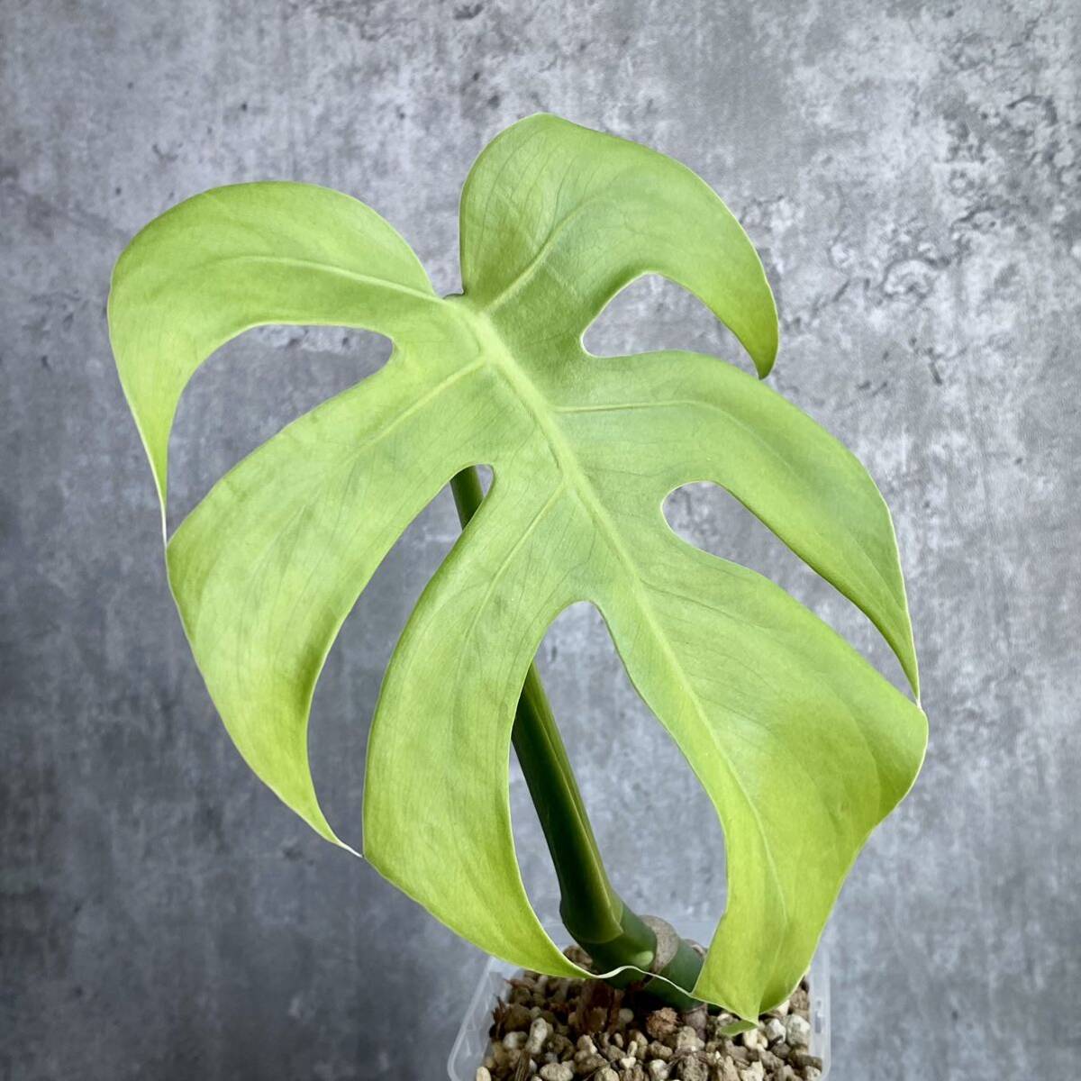 【矮性選抜株】モンステラ・デリシオーサ・コンパクタ(Monstera deliciosa compacta) の画像8