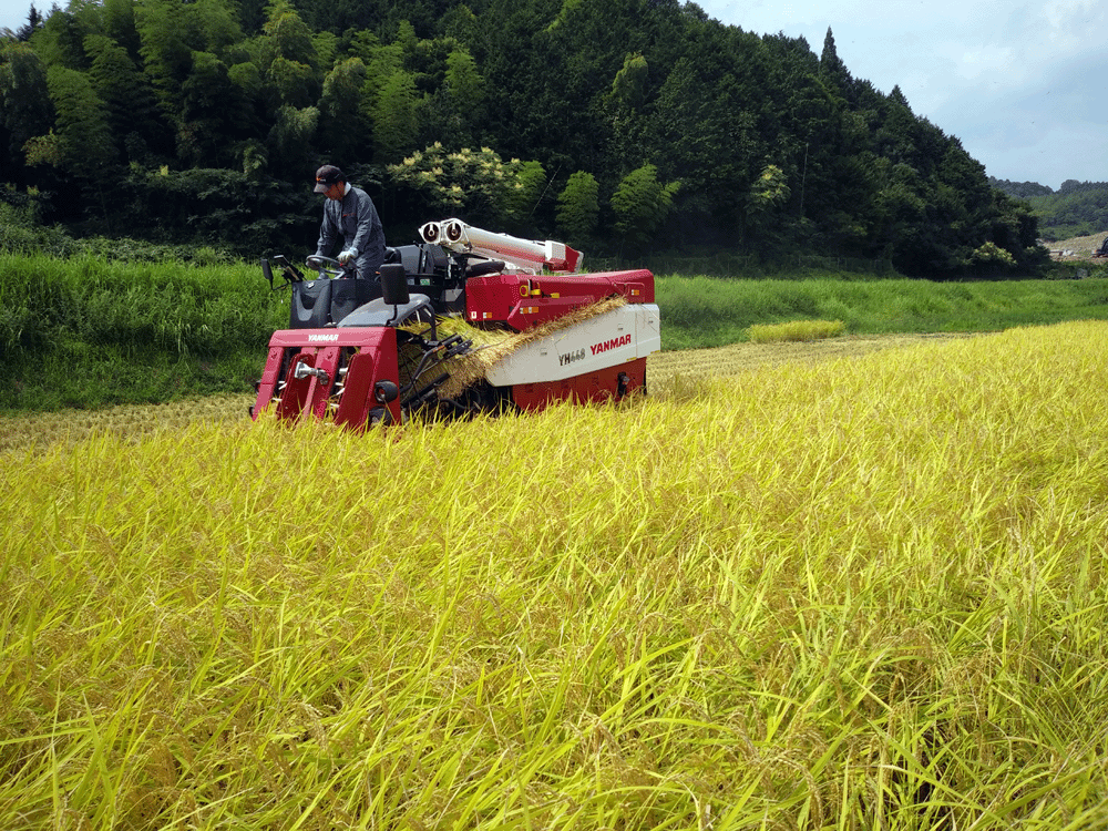 令和５年 兵庫県産 コシヒカリ 送料無料　２５Ｋｇ 玄米_画像5