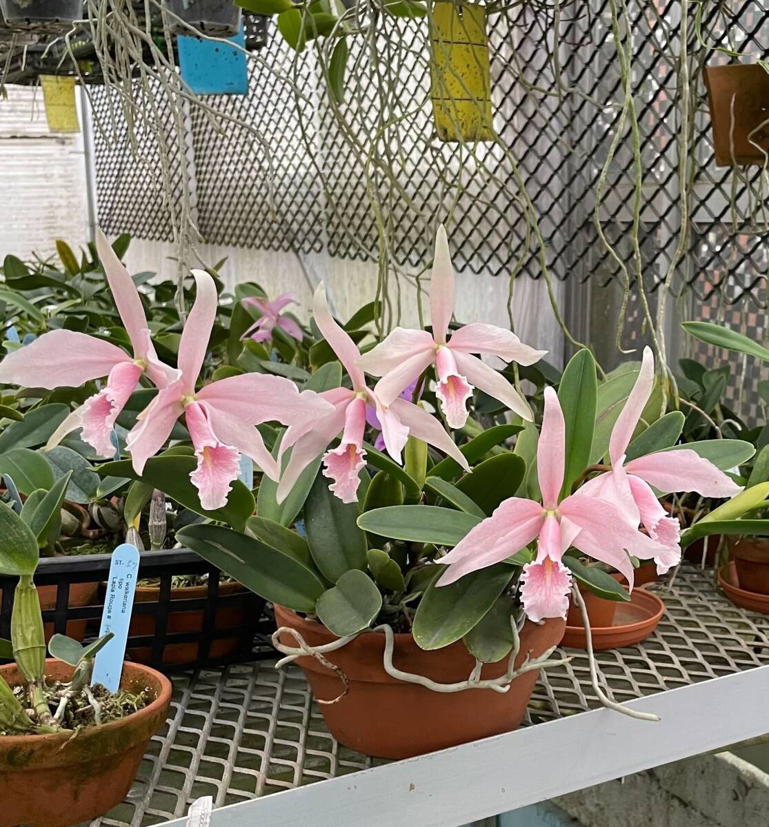 洋蘭原種 C.maxima carnea 'Alien' OG 希少個体 マキシマ カーネア ’エイリアン' 珍しいサーモンピンク色の画像2