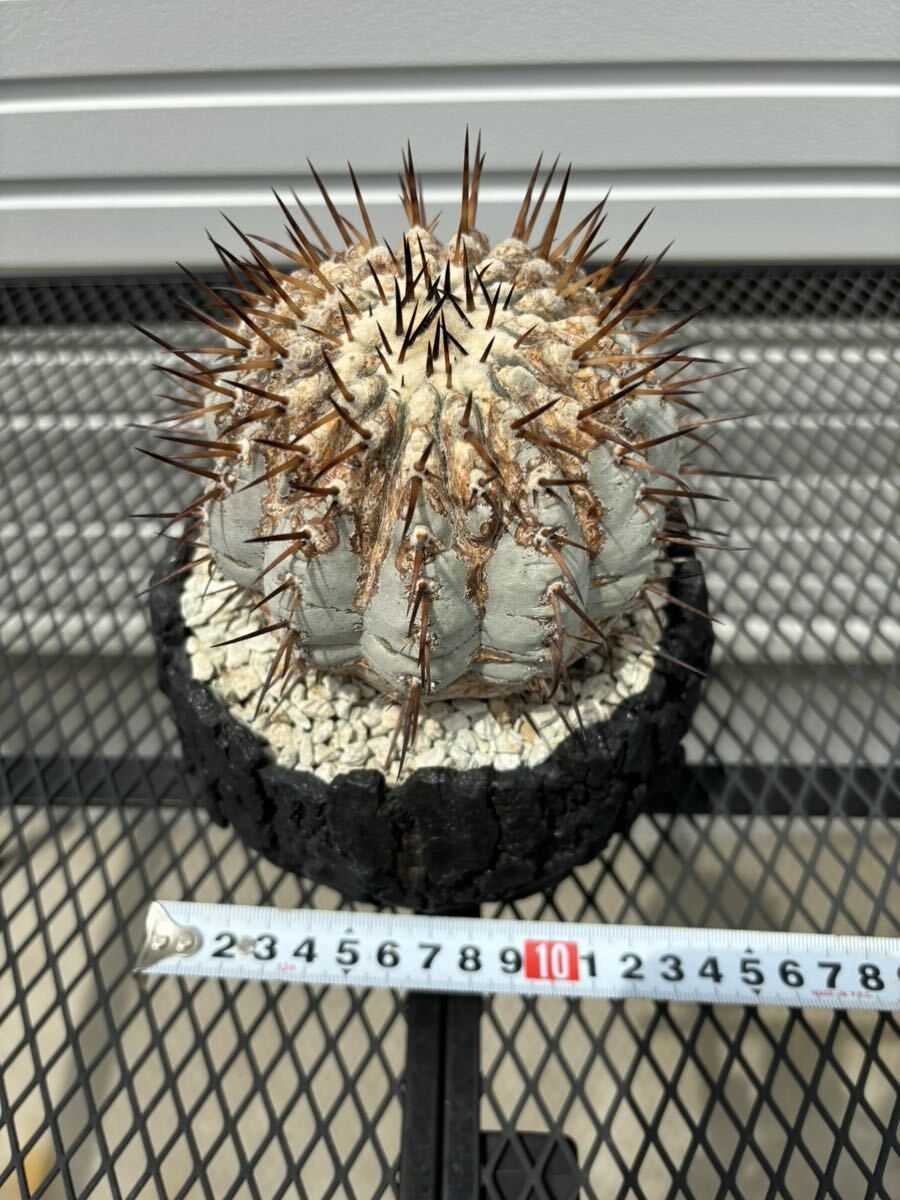 厳選 コピアポア 黒王丸 コレクション株 copiapoa サボテン 多肉植物 の画像4