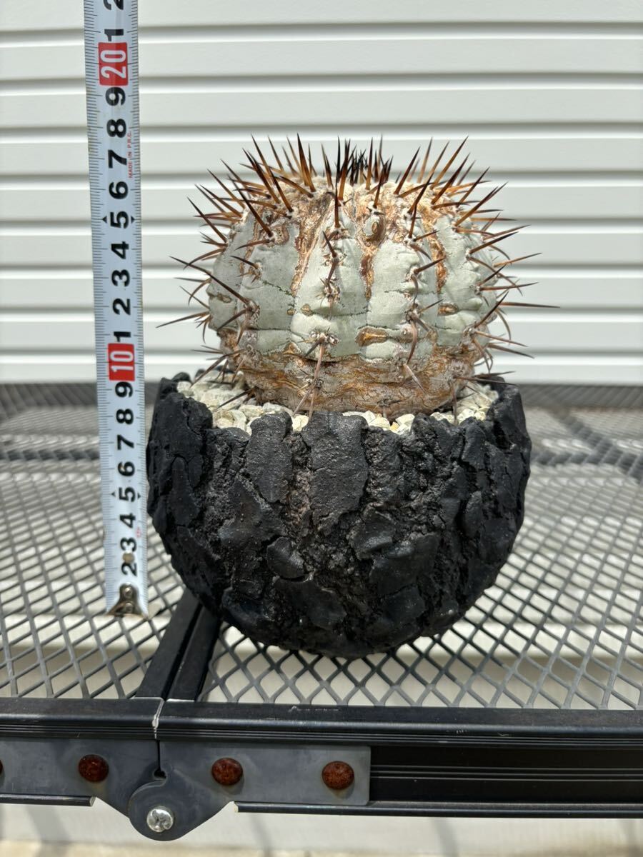 厳選 コピアポア 黒王丸 コレクション株 copiapoa サボテン 多肉植物 の画像5