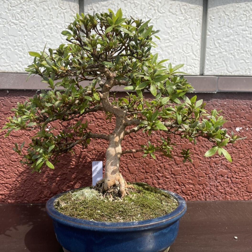  Rhododendron indicum bonsai [ outline of the sun ] satsuki bonsai 