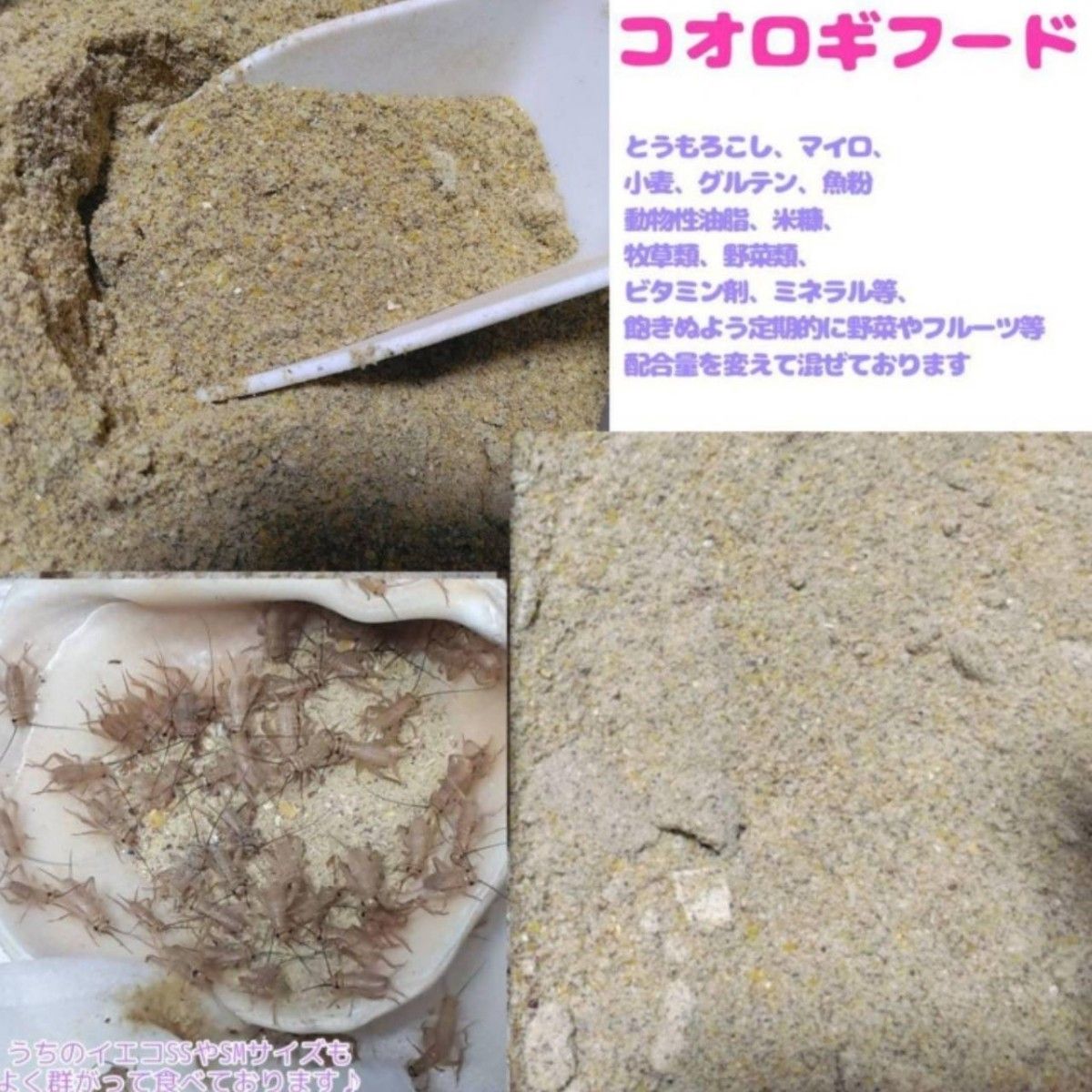 特製高品質コオロギフード【1kg】高品質で栄養豊富