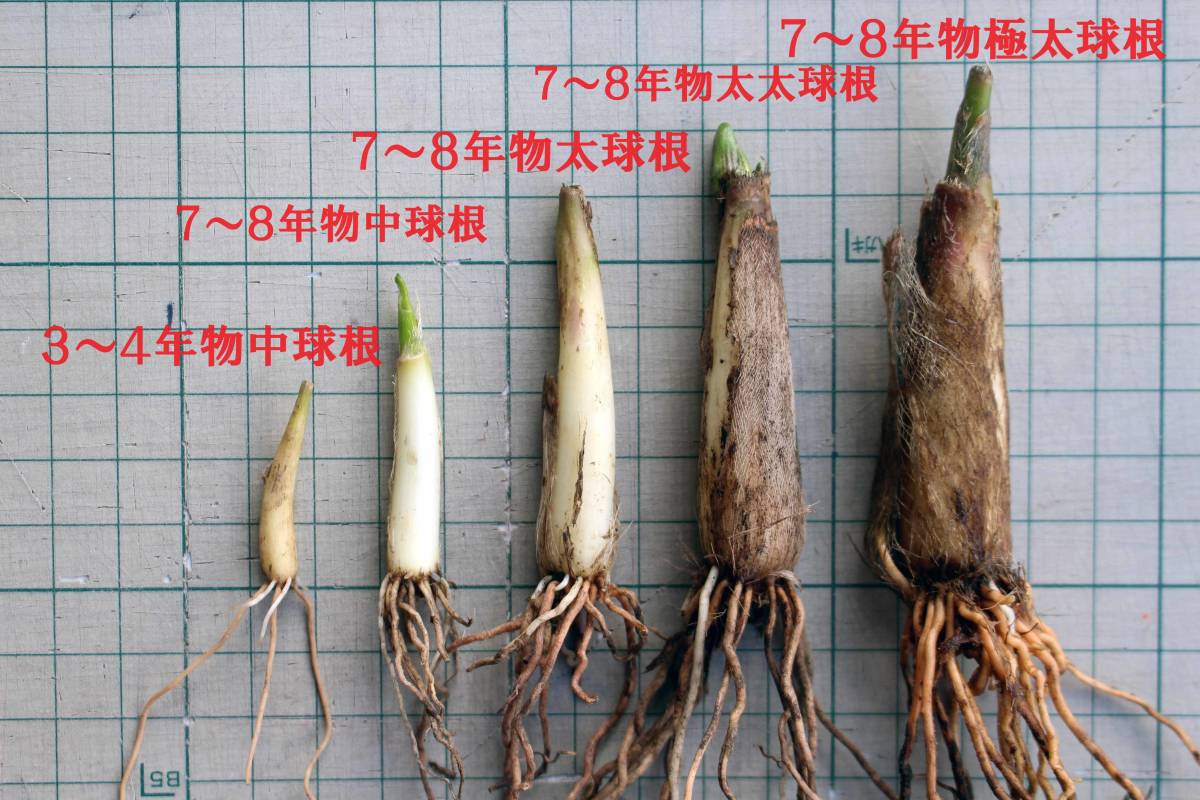  line person garlic 7~8 year thing futoshi futoshi bulb seedling 25 stock 