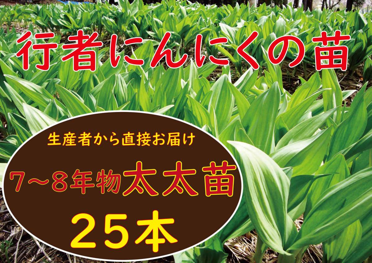  line person garlic 7~8 year thing futoshi futoshi bulb seedling 25 stock 