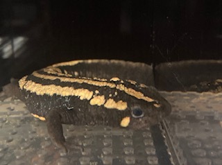 ラオスコブイモリ♀雌 18cm NO238の画像9