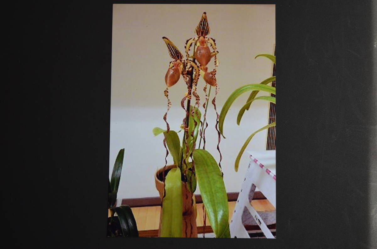 No.1295,1402 洋蘭　パフィオ 原種 2株セット　Paph.gigantifolium xsib及びPaph.sanderianum xsib_sanderianumの開花例です。