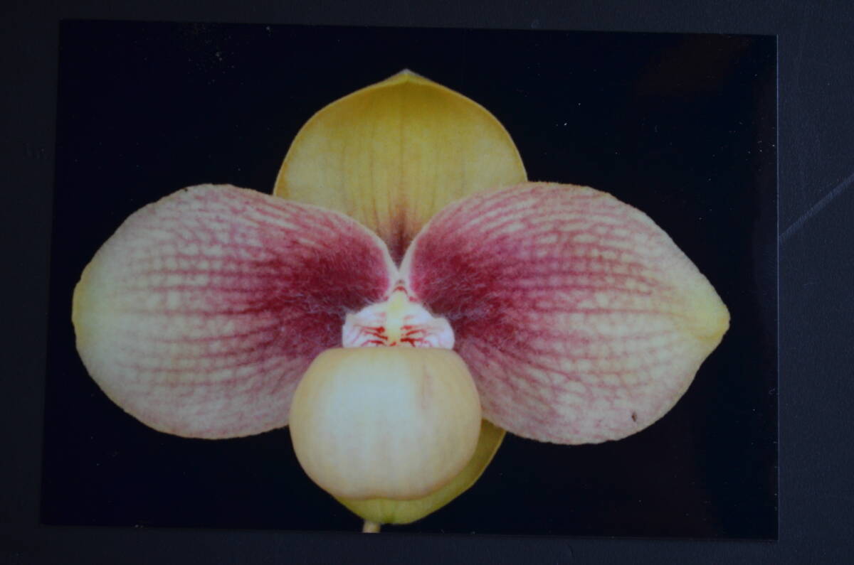 No.1352洋蘭　パフィオ　原種　　Paph. hangianum×sib_開花例です。