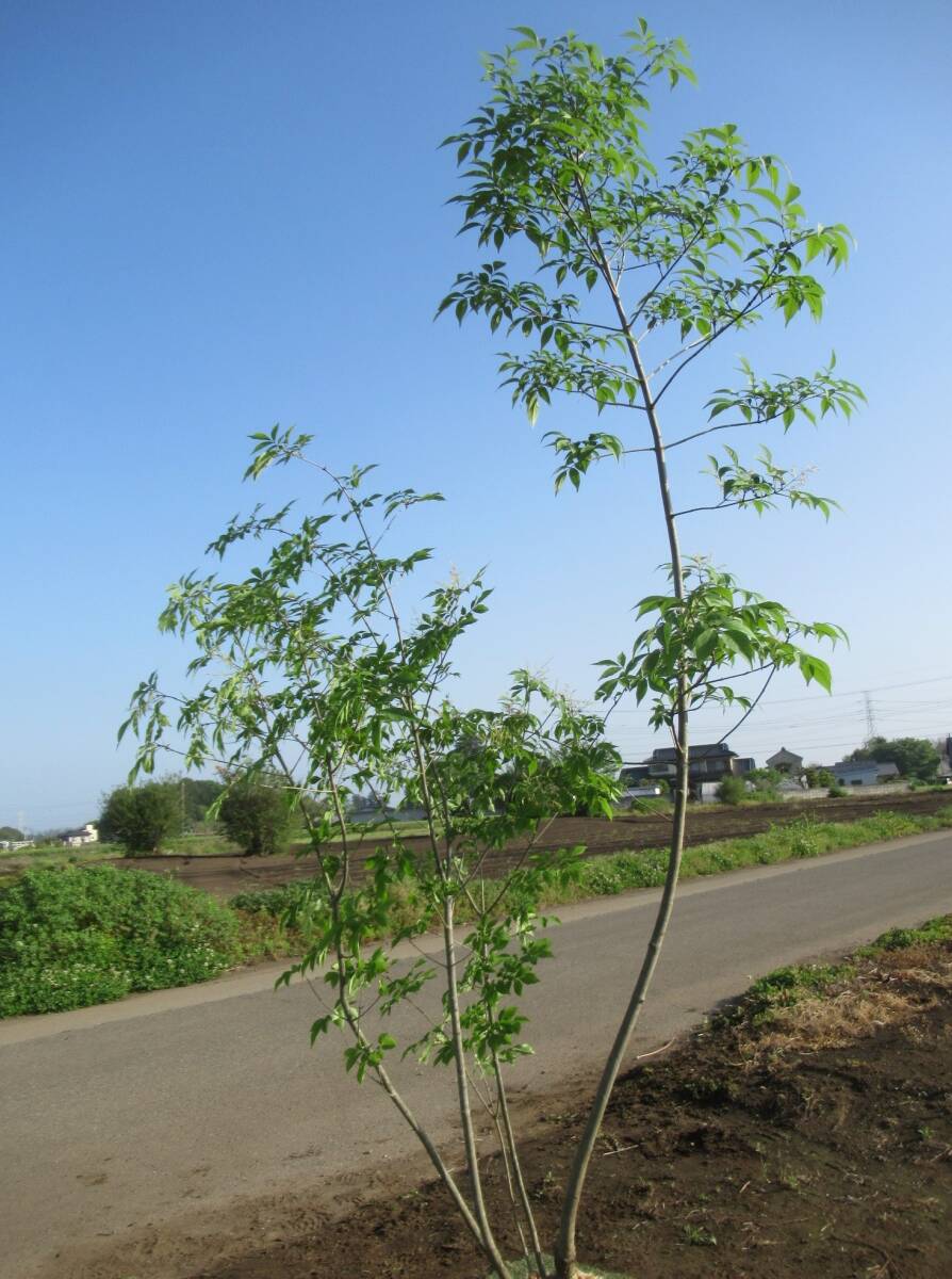 ◇味ののある樹形が素敵『落葉樹』◇人気☆アオダモ２５０ｃｍ◇株立ち◇_画像7