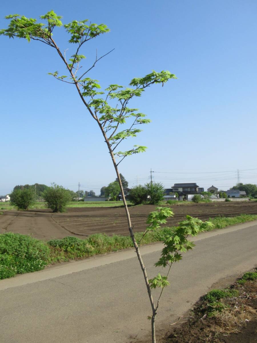 ◇お庭のアクセントに『落葉樹』◇コハウチワカエデ２6０ｃｍ◇単木株◇_お庭のアクセントに♪