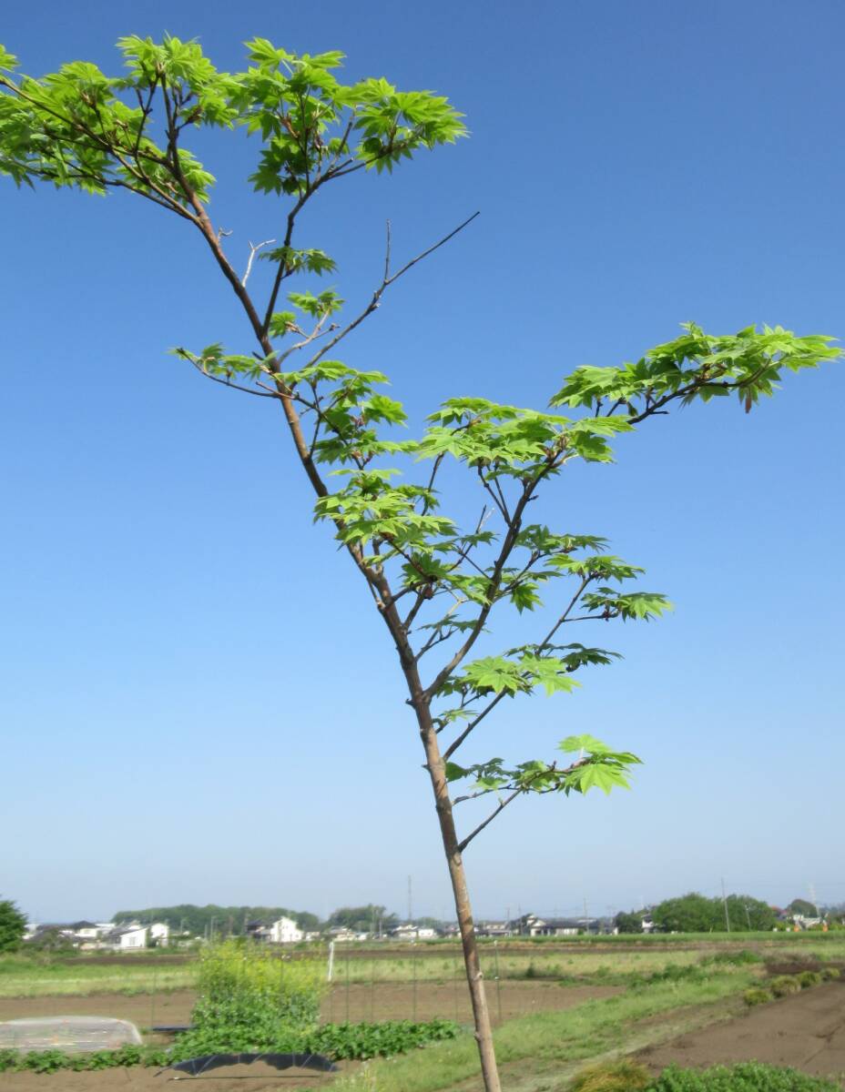 ◇お庭のアクセントに『落葉樹』◇コハウチワカエデ２6０ｃｍ◇単木株◇_画像3