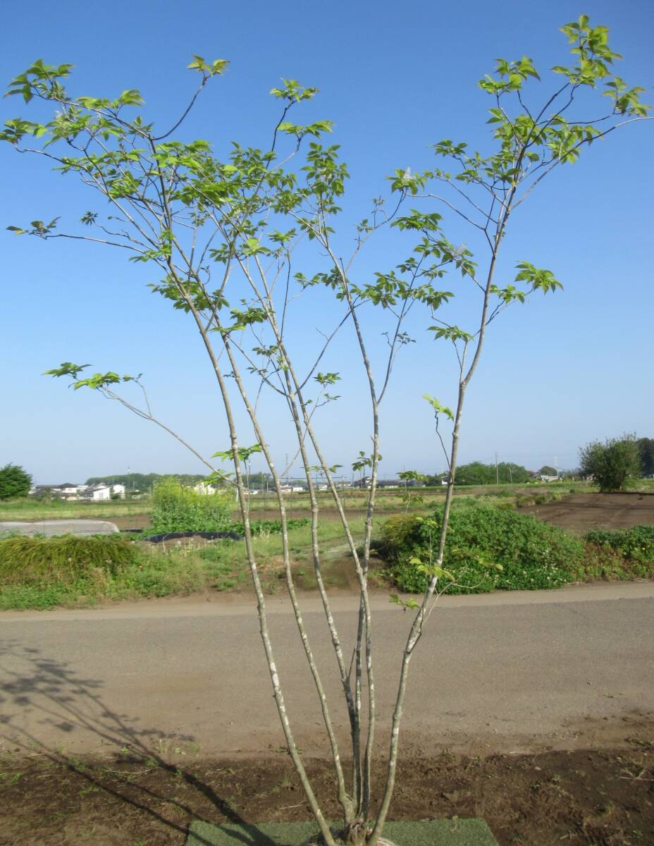 ◇繊細な樹形が人気『落葉樹』◇人気☆アオダモ２４０ｃｍ◇山採り株◇_繊細な樹形が素敵です♪