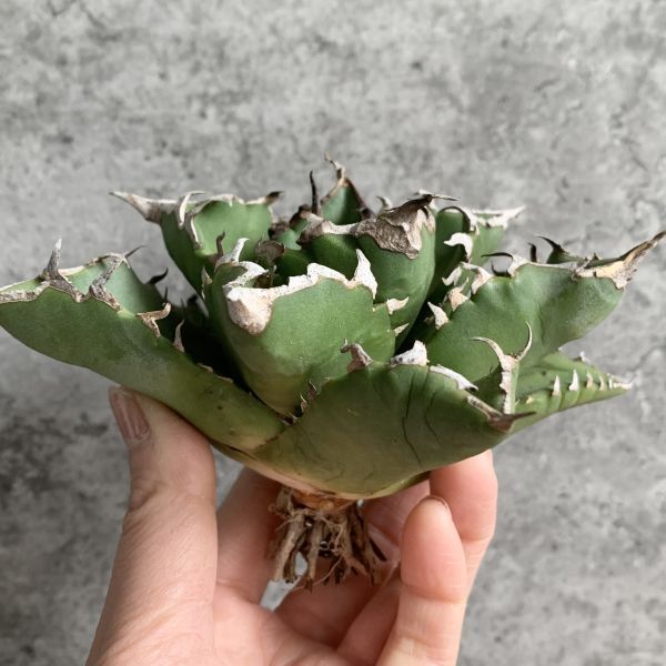 【NN1026】S級極上！！ 【超希少品種！】アガベ チタノタ バラクーダ Agave titanota”barracuda”の画像4