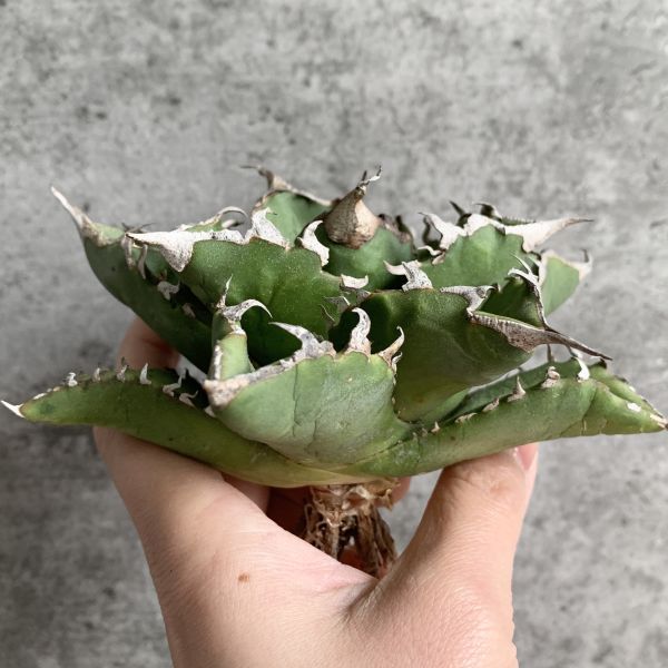 【NN1026】S級極上！！ 【超希少品種！】アガベ チタノタ バラクーダ Agave titanota”barracuda”の画像3