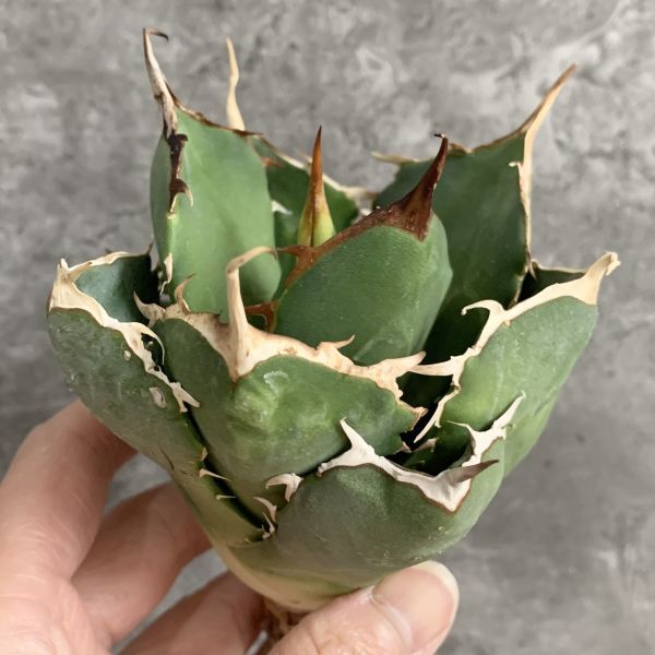 【IR2394】【SS級！！極上高級株！イラン産◆アガベ チタノタ ペルシアン ドワーフ◆】Agave titanota 'Persian Dwarf'の画像2