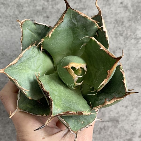 【IR2429】【極上SS級！！高級株！イラン産◆アガベ チタノタ ローズ ◆】Agave titanota ' Rose '_画像3