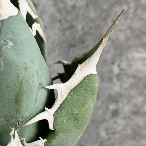 【IR2532】【SS級極上血統！イラン産！アガベ チタノタ グリフィン！】Agave titanota ' Griffin '_画像6