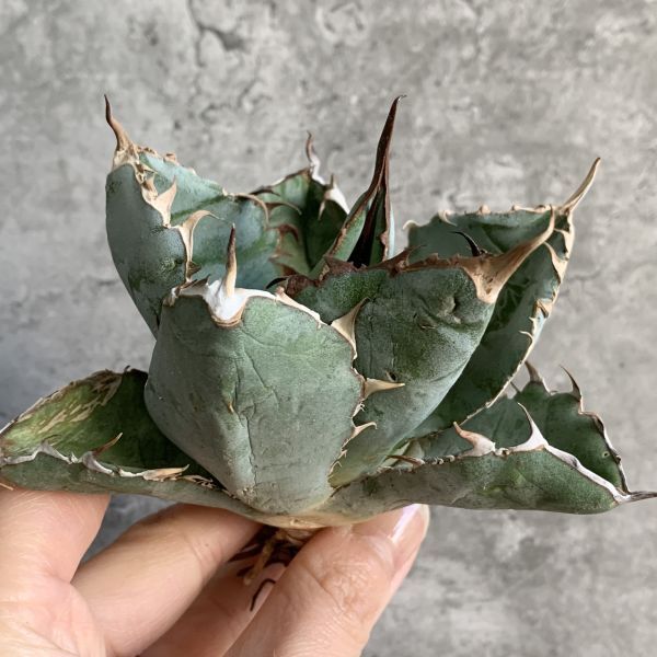 [IR2534]i Ran production![SS class ball type! finest quality .. stock!] agave chitanota black and blue BB Agave titanota \'BB\'