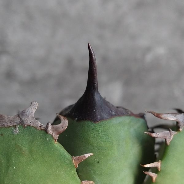 【NN1067】SS級極上 大株！！【超希少 チタノタ】 アガベ チタノタ 『 阿修羅 』 Agave titanota ' ASHURA 'の画像7