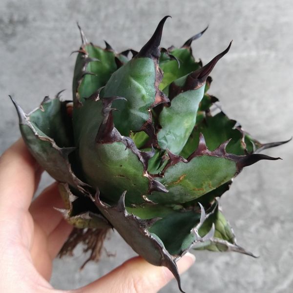 【NN1093】【SS級ボールタイプ！極上血統株！】アガベ チタノタ ブラックアンドブルー BB Agave titanota 'BB'の画像1