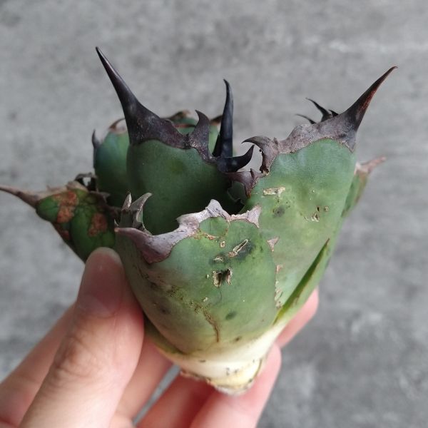 【NN1073】SS級極上 大株！！【超希少 チタノタ】 アガベ チタノタ 『 阿修羅 』 Agave titanota ' ASHURA '_画像2