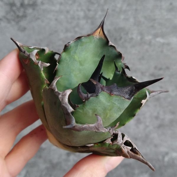 【NN1073】SS級極上 大株！！【超希少 チタノタ】 アガベ チタノタ 『 阿修羅 』 Agave titanota ' ASHURA '_画像1