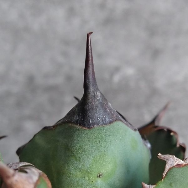 【NN1073】SS級極上 大株！！【超希少 チタノタ】 アガベ チタノタ 『 阿修羅 』 Agave titanota ' ASHURA '_画像6