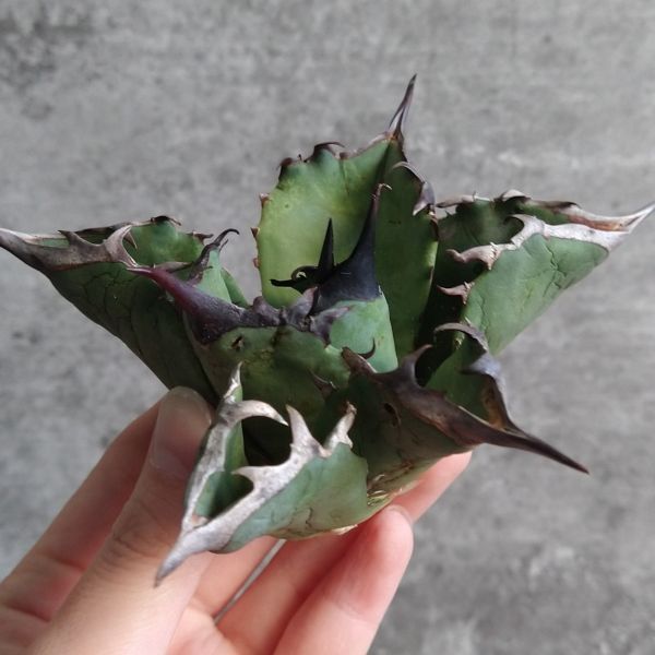 【NN1100】SS級極上 大株！！【超希少 チタノタ】 アガベ チタノタ 『 阿修羅 』 Agave titanota ' ASHURA '_画像3