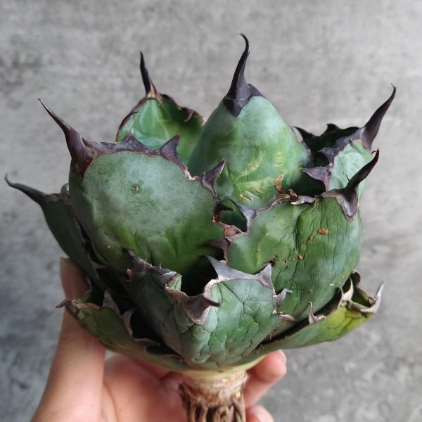 【NN1096】【SS級ボールタイプ！極上血統株！】アガベ チタノタ ブラックアンドブルー BB Agave titanota 'BB'の画像3