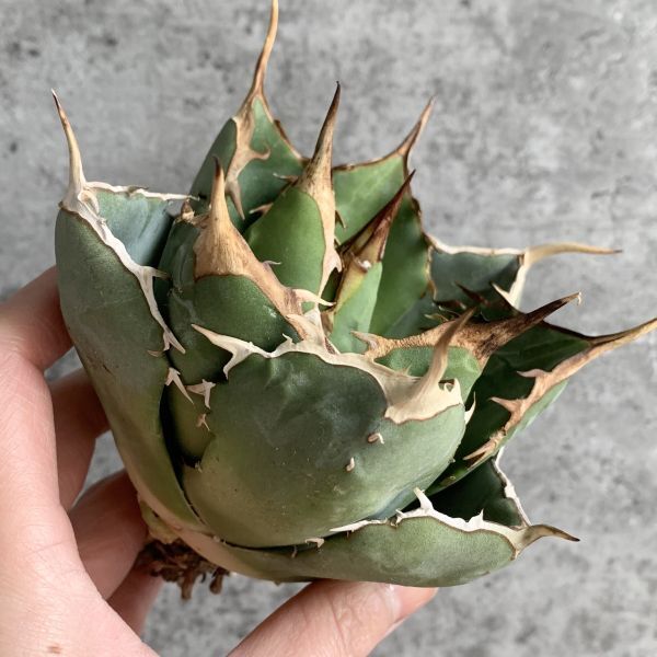 【IR2454】【極上SS級！！高級株！イラン産◆アガベ チタノタ ローズ ◆】Agave titanota ' Rose 'の画像1