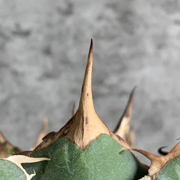 【IR2454】【極上SS級！！高級株！イラン産◆アガベ チタノタ ローズ ◆】Agave titanota ' Rose 'の画像6