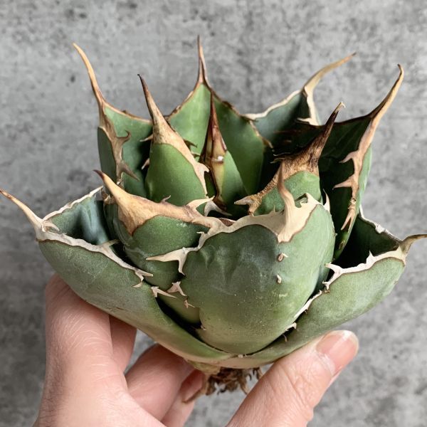 【IR2454】【極上SS級！！高級株！イラン産◆アガベ チタノタ ローズ ◆】Agave titanota ' Rose 'の画像2