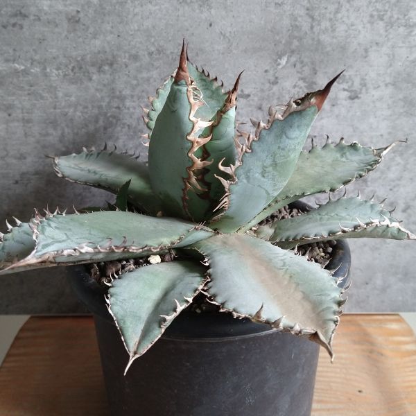 【F8005】希少子株販売【極上US産！！】特選！アガベ チタノタ ライオンズメーン Agave titanotaの画像2