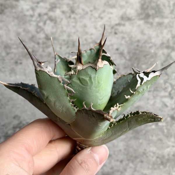 【F7888】S級極上選抜株！Agave Titanota ITALIY イタリア産極上選抜株！！ アガベ チタノタの画像5