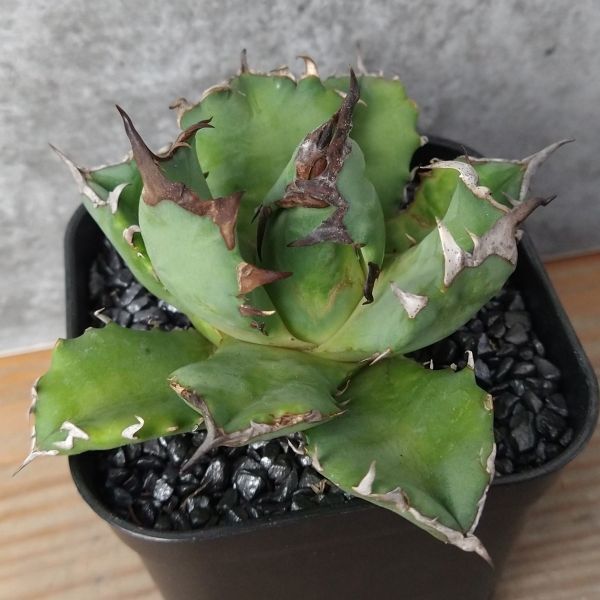 【NN1119】【SS級！！希少品種！】アガベ チタノタ キョウト Agave titanota”Kyoto”の画像1